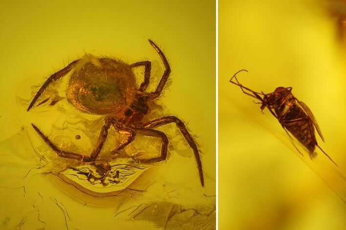 Fossil Fly (Diptera) and Small Spider (Araneae) in Baltic Amber #135058